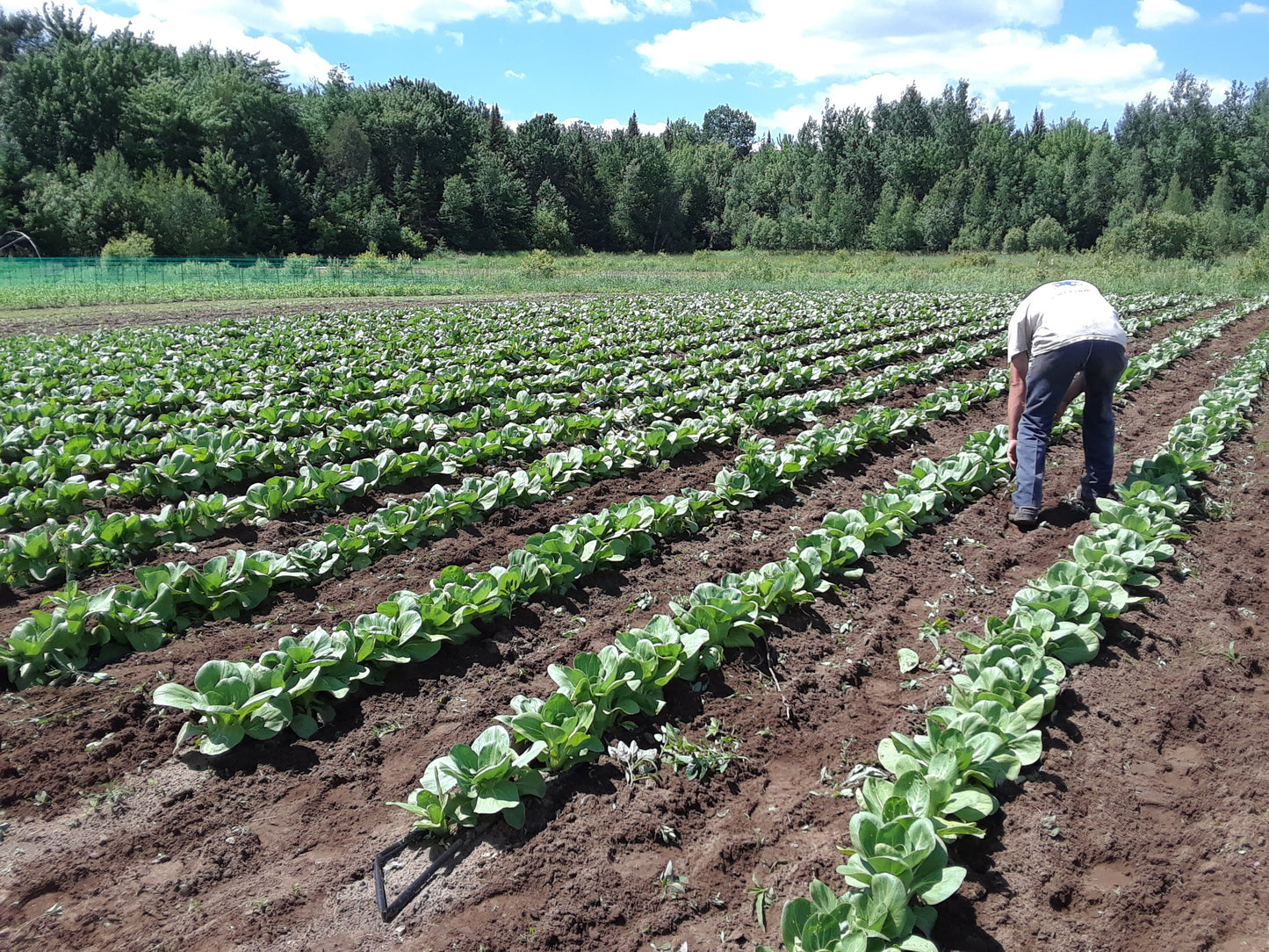 Bok Choi Shanghai Green