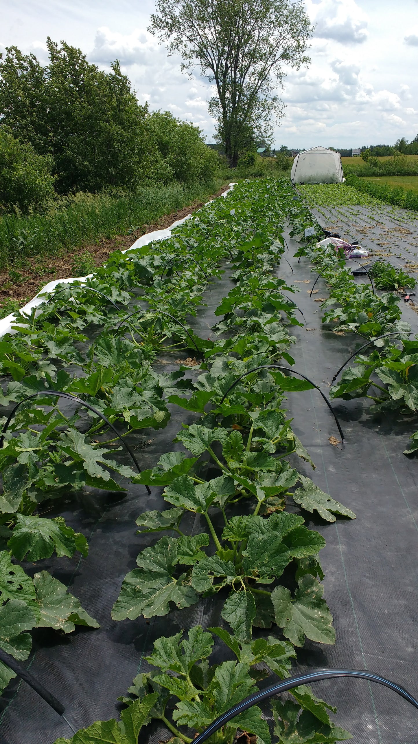 Courgette Costata Romanesco