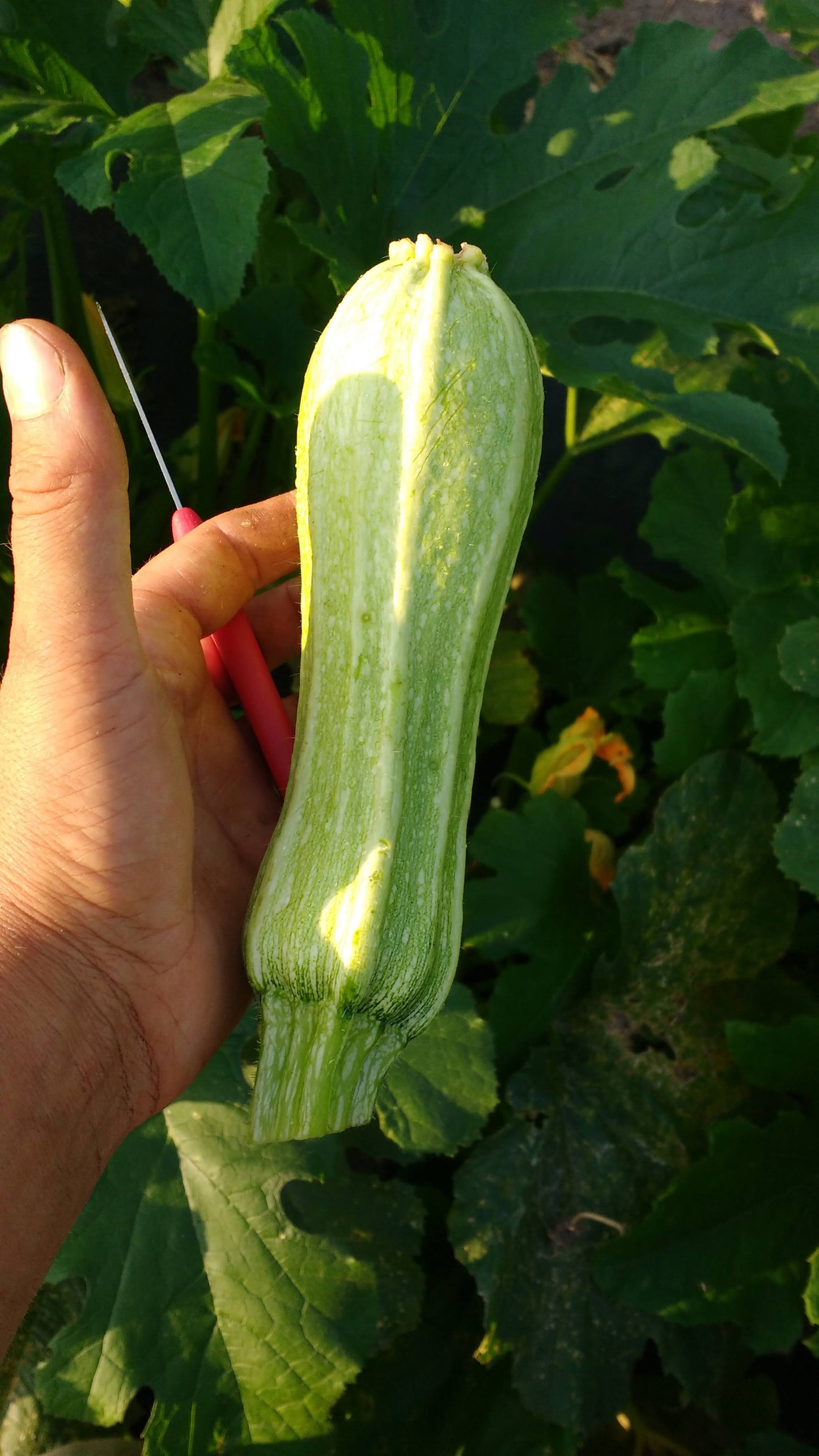 Courgette Costata Romanesco