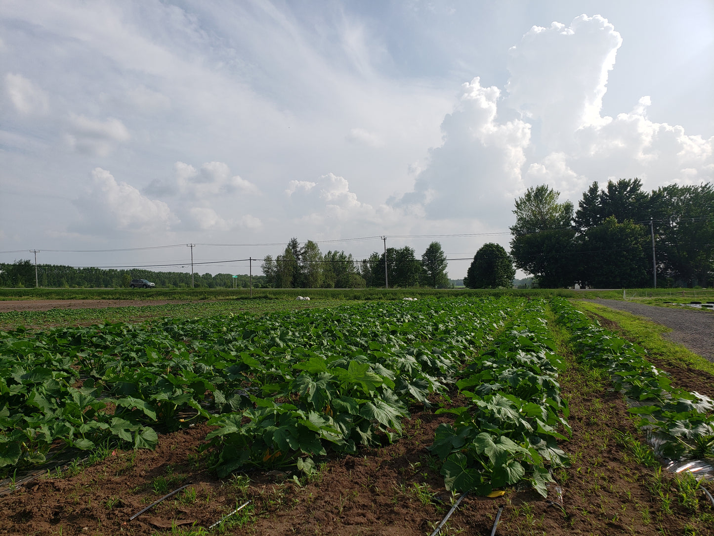 Courgette Costata Romanesco