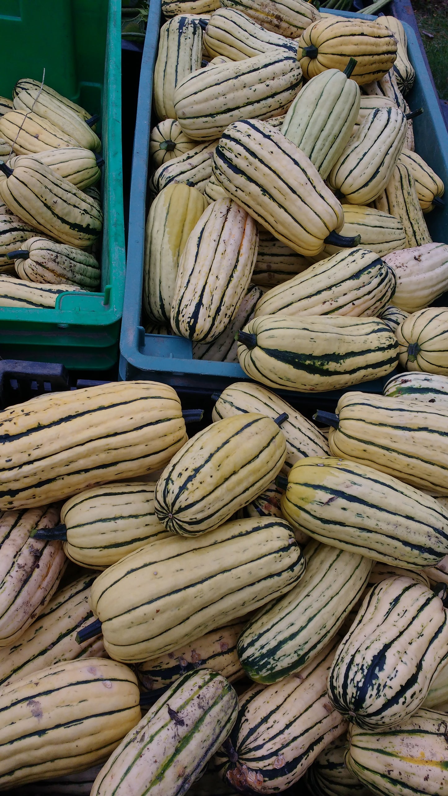 Courge Delicata Zeppelin