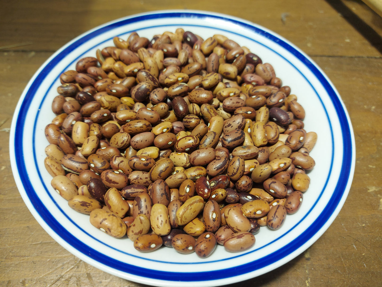 Haricot Vermont Cranberry